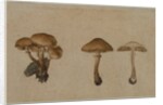 Mushrooms, 1751 by Georg Wilhelm Baurenfeind