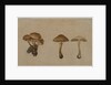 Mushrooms, 1751 by Georg Wilhelm Baurenfeind