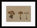 Mushrooms, 1751 by Georg Wilhelm Baurenfeind