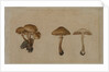 Mushrooms, 1751 by Georg Wilhelm Baurenfeind