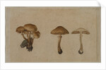 Mushrooms, 1751 by Georg Wilhelm Baurenfeind