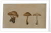 Mushrooms, 1751 by Georg Wilhelm Baurenfeind