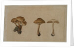 Mushrooms, 1751 by Georg Wilhelm Baurenfeind
