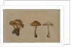 Mushrooms, 1751 by Georg Wilhelm Baurenfeind