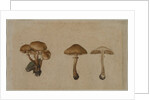 Mushrooms, 1751 by Georg Wilhelm Baurenfeind
