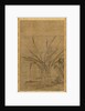 Narcissus and Rocks, 1368-1644 by Lu Tianru