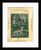 Page from Tales of a Parrot: Thirty-first night: The donkey, in a tiger?s skin…, 1558- by Basavana (attributed to)