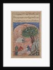 Page from Tales of a Parrot: Twentieth night: The suitors take…, c. 1560 by Unknown