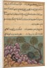 Page from Tales of a Parrot: Twenty-sixth night: The dethroned frog…, c. 1560 by Unknown