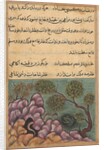 Page from Tales of a Parrot: Twenty-sixth night: The dethroned frog…, c. 1560 by Unknown