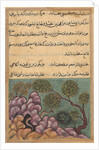 Page from Tales of a Parrot: Twenty-sixth night: The dethroned frog…, c. 1560 by Unknown