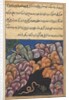 Page from Tales of a Parrot: Twenty-sixth night: The snake enters…, c. 1560 by Unknown
