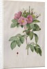 Pasture Rose, 1817-1824 by Henry Joseph Redouté