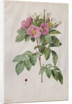 Pasture Rose, 1817-1824 by Henry Joseph Redouté