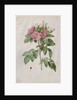 Pasture Rose, 1817-1824 by Henry Joseph Redouté