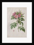 Pasture Rose, 1817-1824 by Henry Joseph Redouté