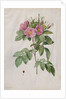 Pasture Rose, 1817-1824 by Henry Joseph Redouté