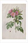 Pasture Rose, 1817-1824 by Henry Joseph Redouté
