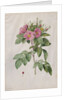 Pasture Rose, 1817-1824 by Henry Joseph Redouté