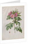 Pasture Rose, 1817-1824 by Henry Joseph Redouté