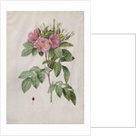 Pasture Rose, 1817-1824 by Henry Joseph Redouté
