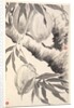 Peaches, 1788 by Min Zhen