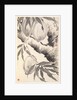 Peaches, 1788 by Min Zhen