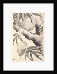 Peaches, 1788 by Min Zhen