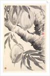 Peaches, 1788 by Min Zhen