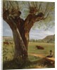 Pollard Willow, after 1804 by Pierre Jean Boquet