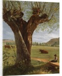 Pollard Willow, after 1804 by Pierre Jean Boquet