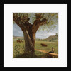 Pollard Willow, after 1804 by Pierre Jean Boquet