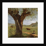 Pollard Willow, after 1804 by Pierre Jean Boquet