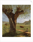 Pollard Willow, after 1804 by Pierre Jean Boquet