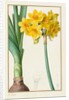 Polyanthus or Cluster Narcissus, 1836 by Pancrace Bessa