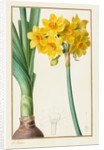 Polyanthus or Cluster Narcissus, 1836 by Pancrace Bessa