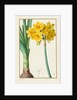 Polyanthus or Cluster Narcissus, 1836 by Pancrace Bessa
