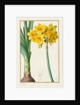 Polyanthus or Cluster Narcissus, 1836 by Pancrace Bessa