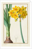 Polyanthus or Cluster Narcissus, 1836 by Pancrace Bessa