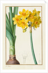 Polyanthus or Cluster Narcissus, 1836 by Pancrace Bessa