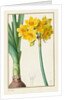 Polyanthus or Cluster Narcissus, 1836 by Pancrace Bessa
