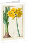 Polyanthus or Cluster Narcissus, 1836 by Pancrace Bessa