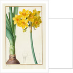 Polyanthus or Cluster Narcissus, 1836 by Pancrace Bessa