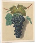 Pomona Britannica: No. 52 - Black Prince Grape, 1809 by George Brookshaw