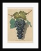 Pomona Britannica: No. 52 - Black Prince Grape, 1809 by George Brookshaw