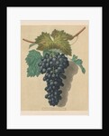 Pomona Britannica: No. 52 - Black Prince Grape, 1809 by George Brookshaw