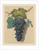 Pomona Britannica: No. 52 - Black Prince Grape, 1809 by George Brookshaw