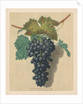 Pomona Britannica: No. 52 - Black Prince Grape, 1809 by George Brookshaw