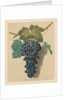 Pomona Britannica: No. 52 - Black Prince Grape, 1809 by George Brookshaw