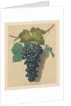 Pomona Britannica: No. 52 - Black Prince Grape, 1809 by George Brookshaw
